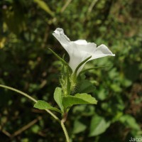 Distimake cissoides (Lam.) A.R.Simões & Staples